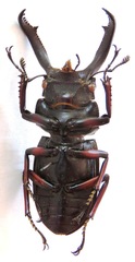 Weinreichius perroti