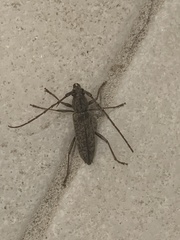 Elaphidion mucronatum