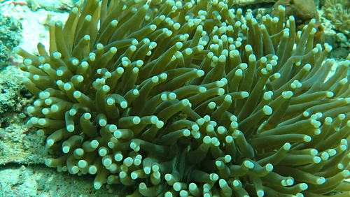 Euphyllia observed 2026-10-12