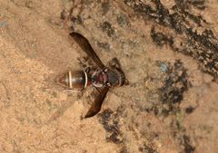 Antepipona