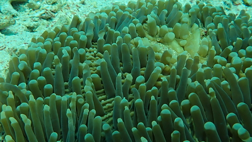 Fungia observed 2026-10-12