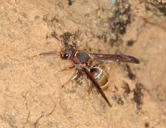 Antepipona