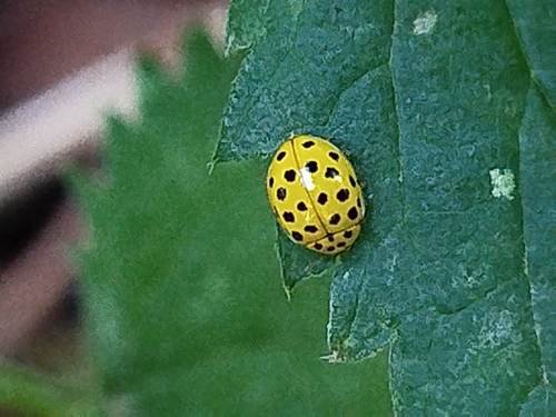 22-spot Ladybird