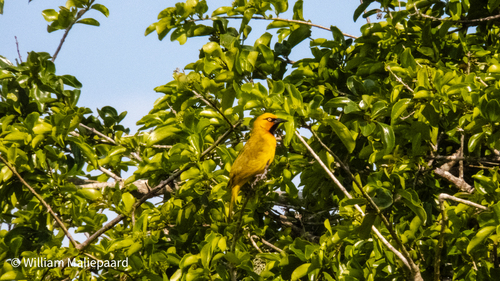 iNaturalist image