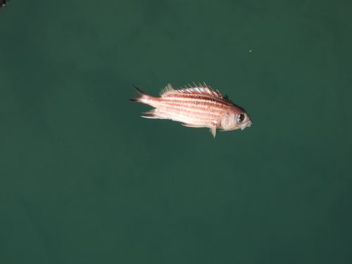 Sargocentron rubrum observed 2026-10-05