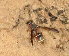 Antepipona