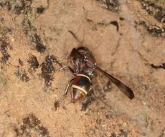 Antepipona