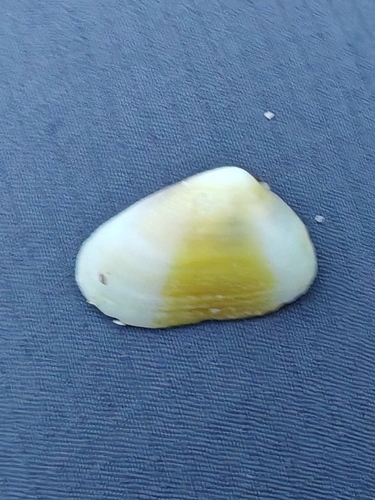 Donacilla cornea, 2026-10-12