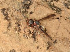 Antepipona