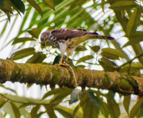 Sri Lankan shikra