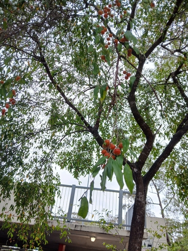 Long-leaved Bitter Bark