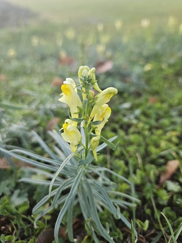 common toadflax