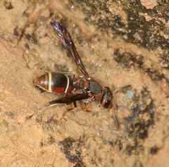 Antepipona