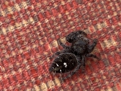 Phidippus audax