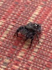 Phidippus audax