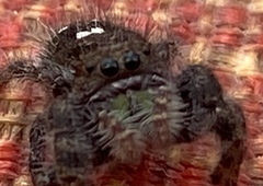 Phidippus audax
