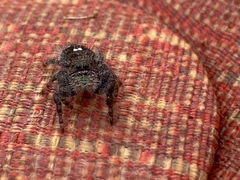 Phidippus audax