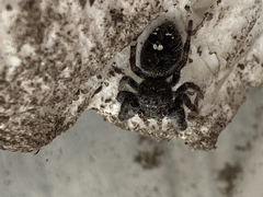 Phidippus audax