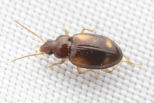 Elaphropus obesulus