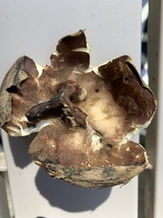 Sarcosphaera coronaria