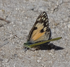 Colotis calais williami