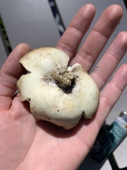 Sarcosphaera coronaria