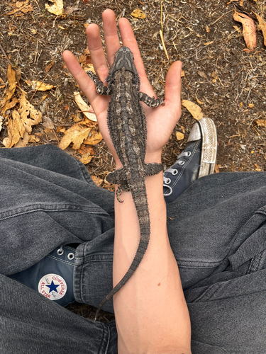 Eastern Bearded Dragon