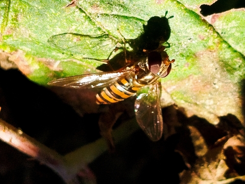 Marmalade Hover Fly