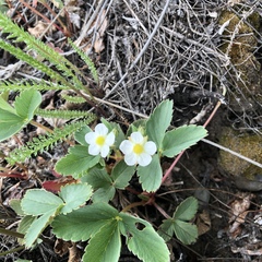 Fragaria virginiana glauca