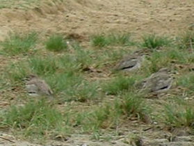 iNaturalist image