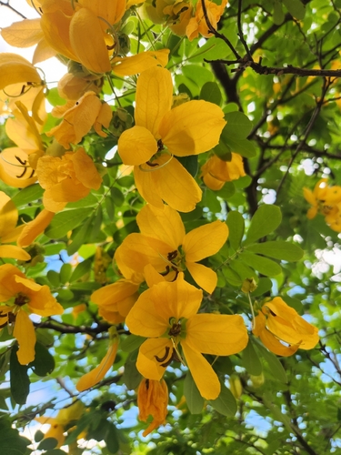 Senna surattensis observed 2026-10-10