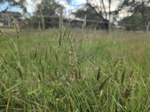 sweet vernal grass