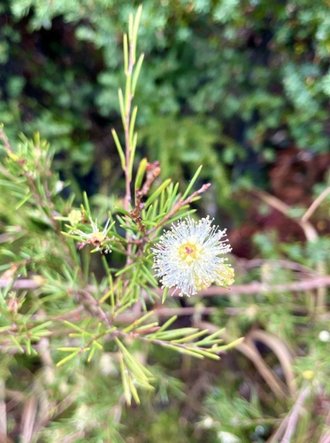 Melaleuca nodosa observed 2026-10-13