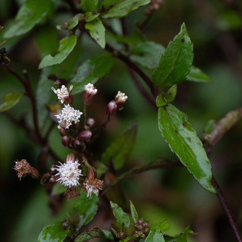 mist flower