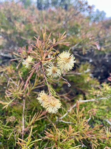 Melaleuca nodosa observed 2026-10-13