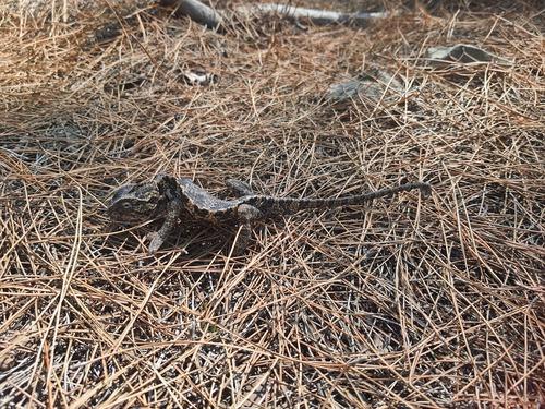 Chamaeleo chamaeleon recticrista