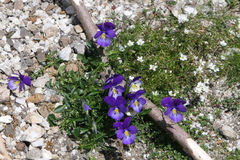 Viola lutea