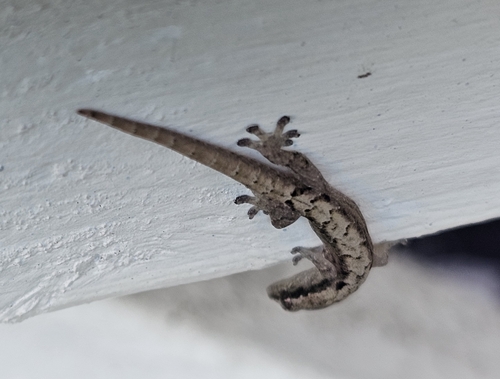 Lepidodactylus lugubris observed 2026-10-12