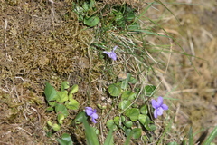 Viola rupestris