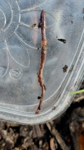 Dendrobaena octaedra observed 2026-10-12