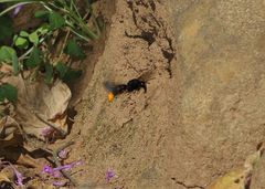Synagris