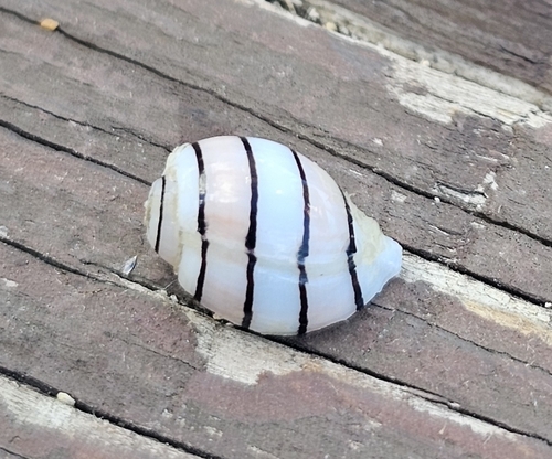 Hydatina amplustre observed 2026-10-12