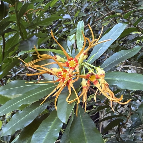 Strophanthus observed 2026-10-08