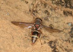 Synagris