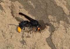Synagris