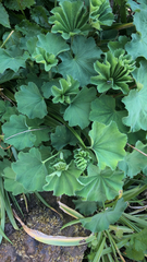 Alchemilla mollis