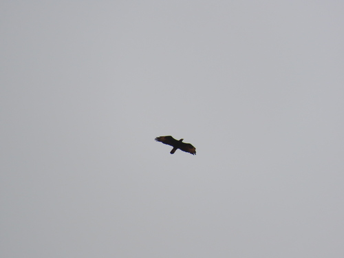 iNaturalist image