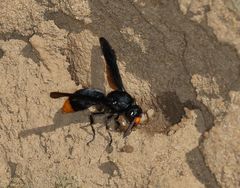 Synagris