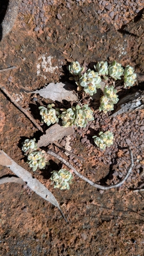flannel cudweed
