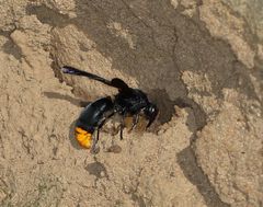 Synagris